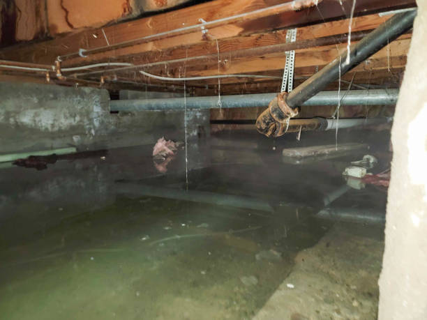 Best Local water damage restoration  in Surf City, NC