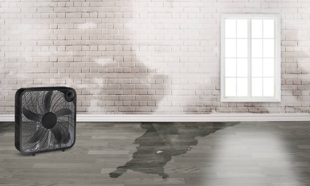 Best Flood restoration services  in Surf City, NC